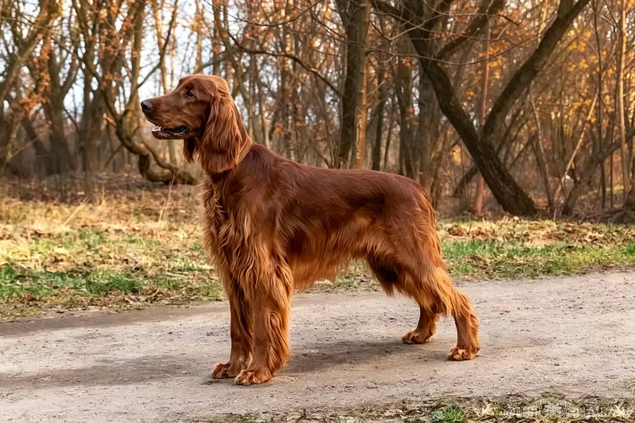 爱尔兰塞特犬品种图鉴：性格、饲养难度与适合人群全解析