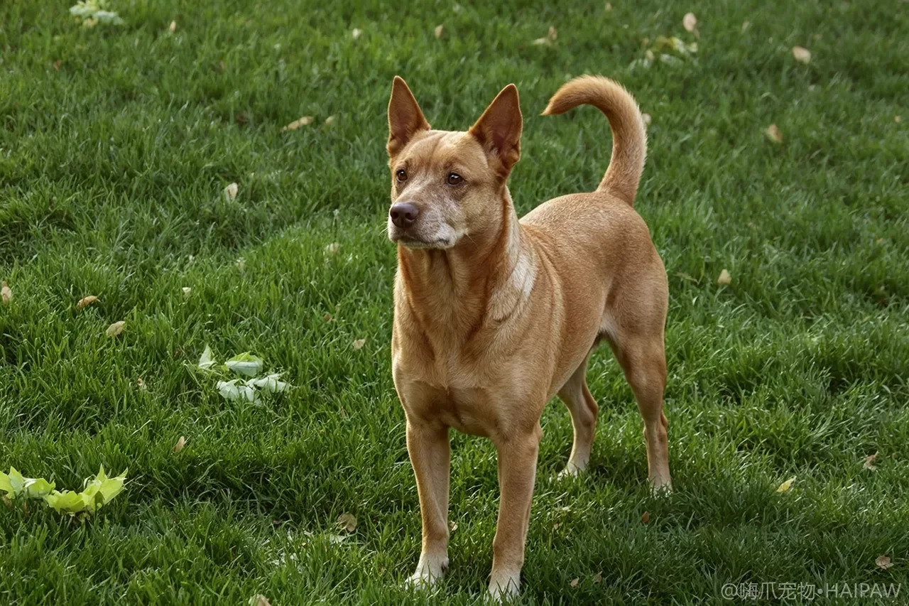 奥地利平犬品种图鉴：性格、饲养难度与适合人群全解析