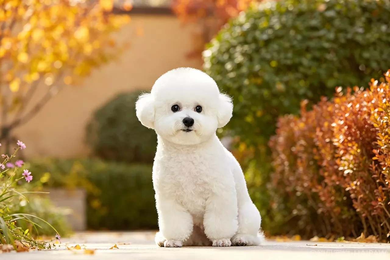 比熊犬