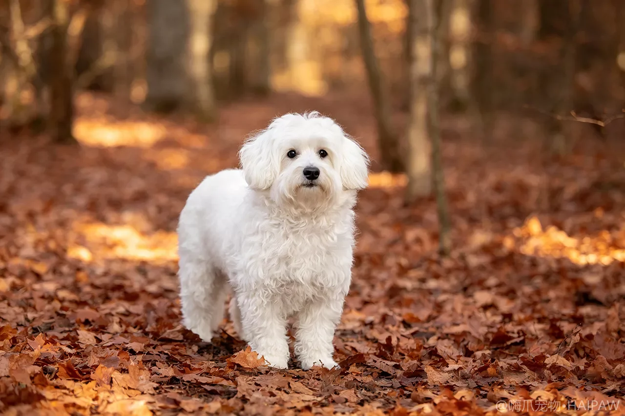 博洛尼亚犬品种图鉴：性格、饲养难度与适合人群全解析