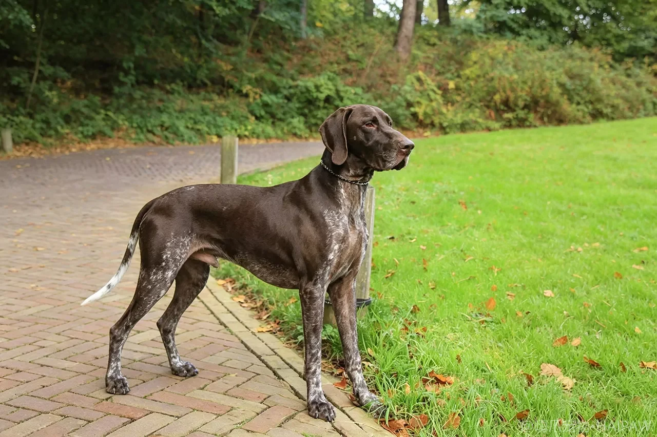 德国短毛指示犬品种图鉴：性格、饲养难度与适合人群全解析