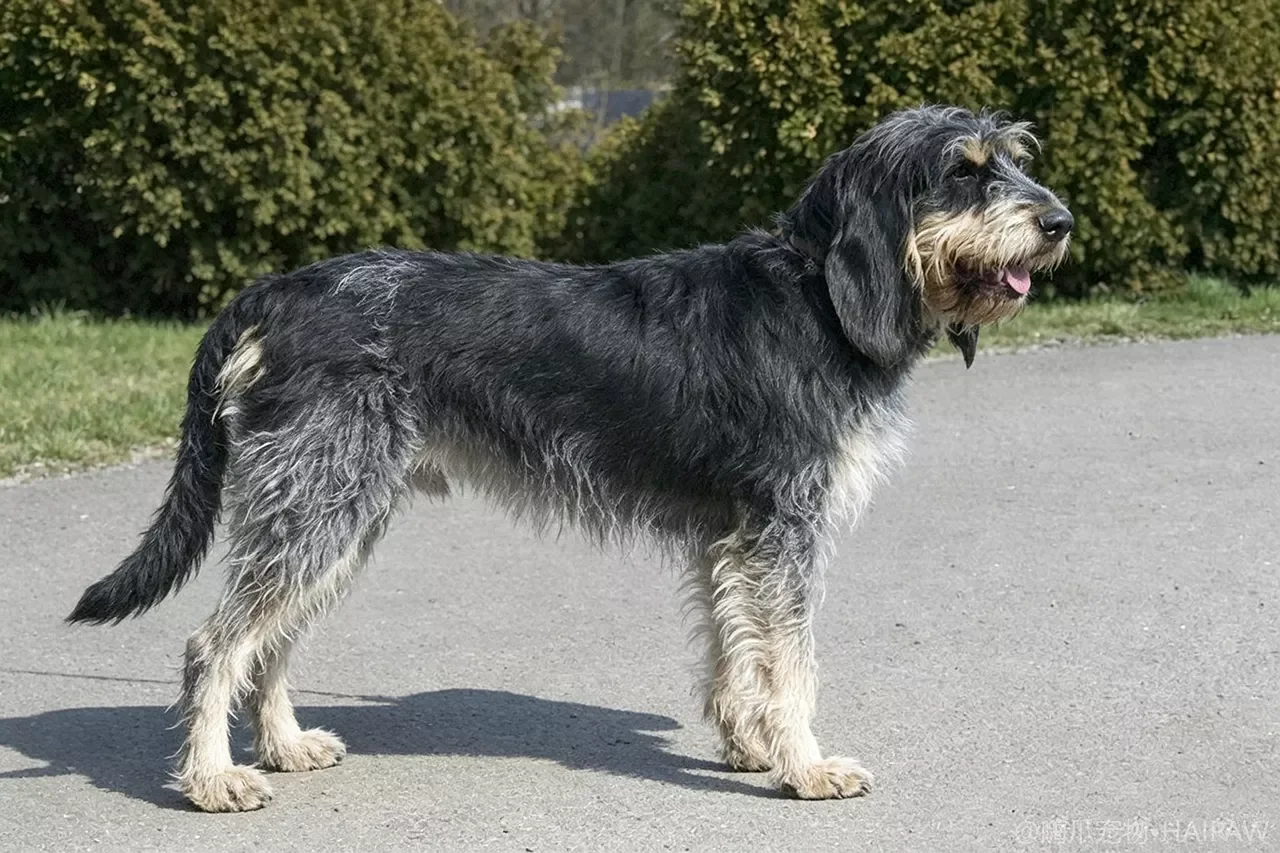 格里芬尼韦奈犬品种图鉴：性格、饲养难度与适合人群全解析