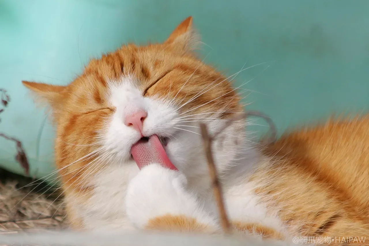 猫咪食物益智玩具全指南：从漏食球到嗅闻垫的选购与使用手册
