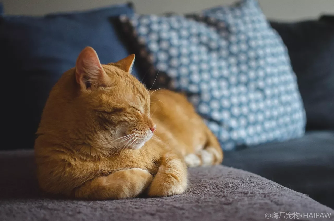 猫咪毛球症怎么办？6种预防方法让猫咪健康排毛