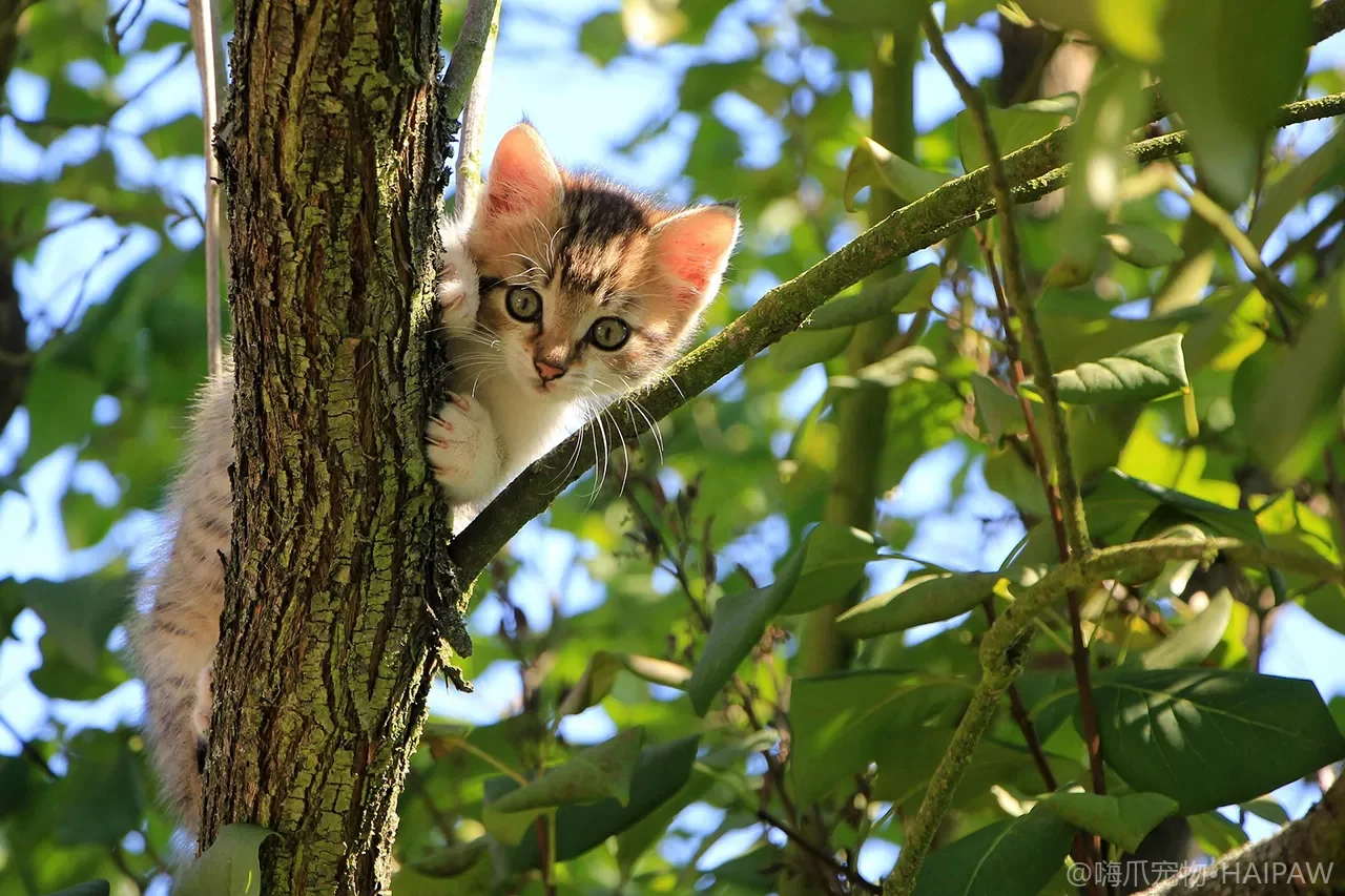 猫抓板多久换一次怎么清洁？从材质损耗到猫砂碎屑看抓板养护与更换信号的完整清单
