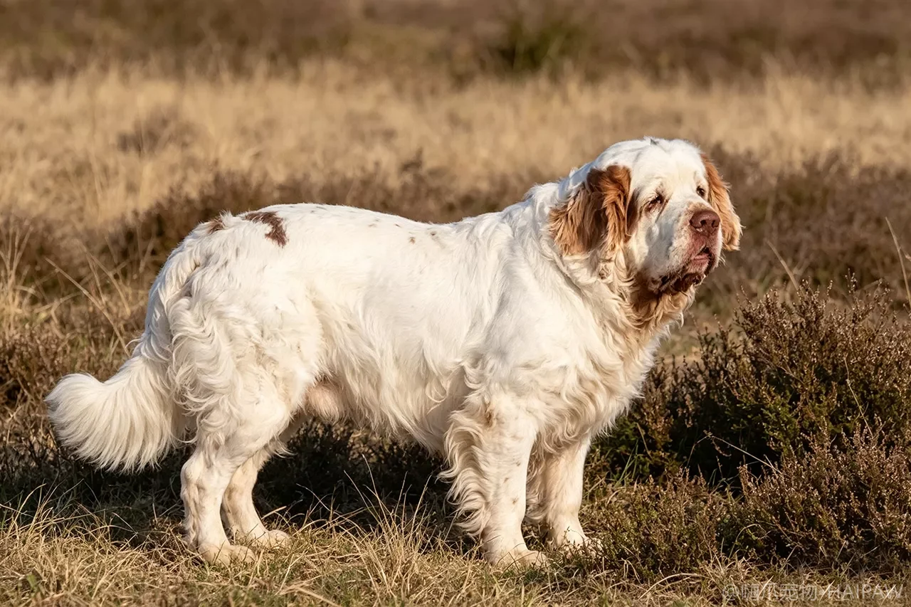 克伦伯猎犬品种图鉴：性格、饲养难度与适合人群全解析