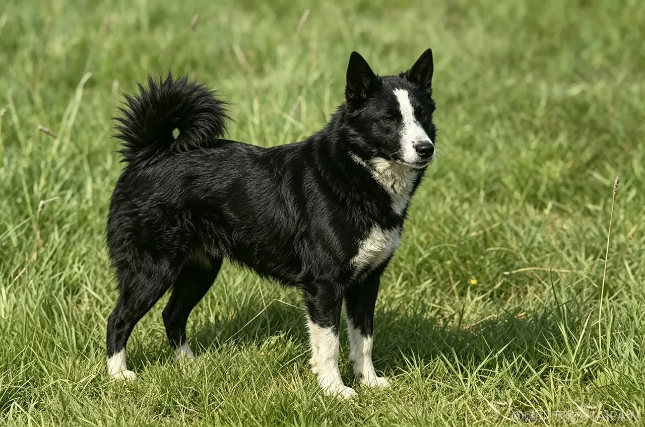 卡累利阿熊犬品种图鉴：性格、饲养难度与适合人群全解析