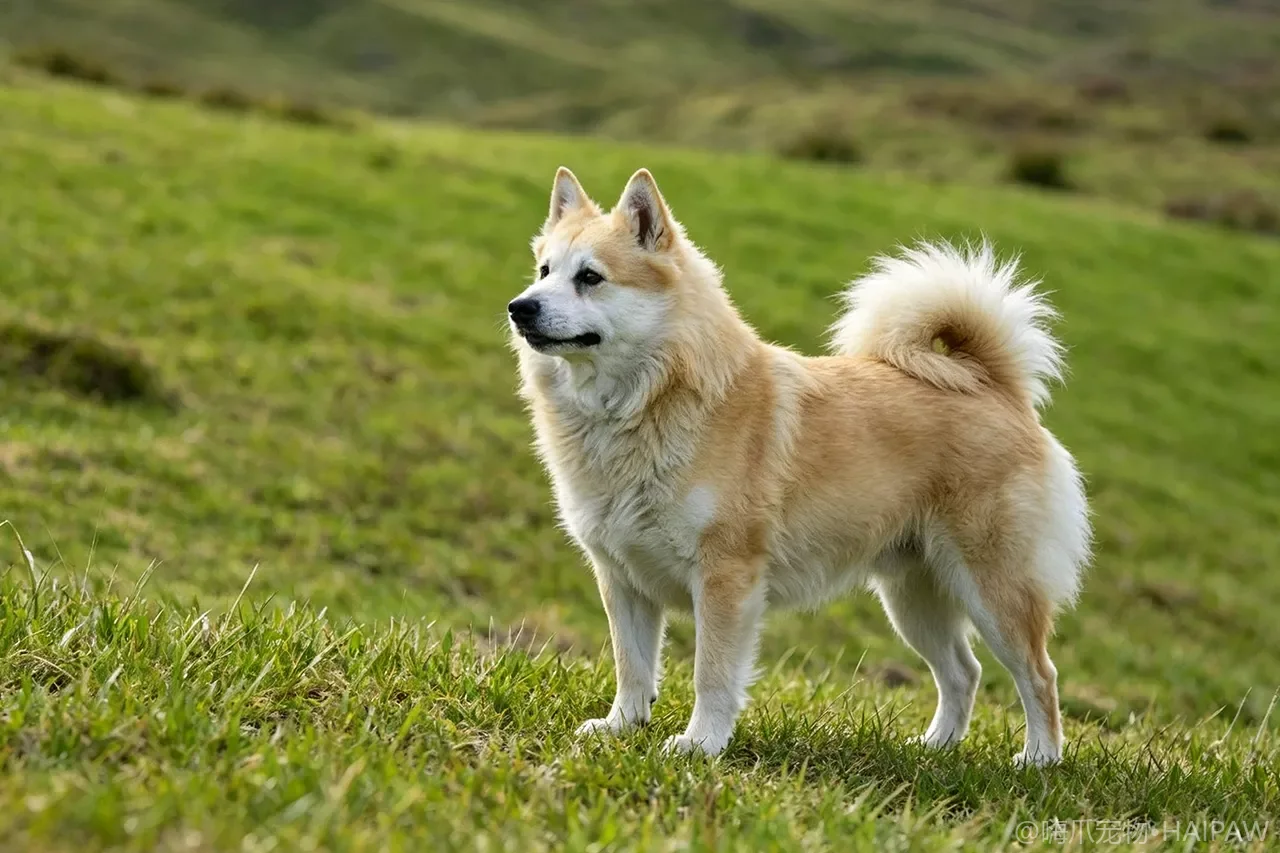 挪威布哈德犬品种图鉴：性格、饲养难度与适合人群全解析