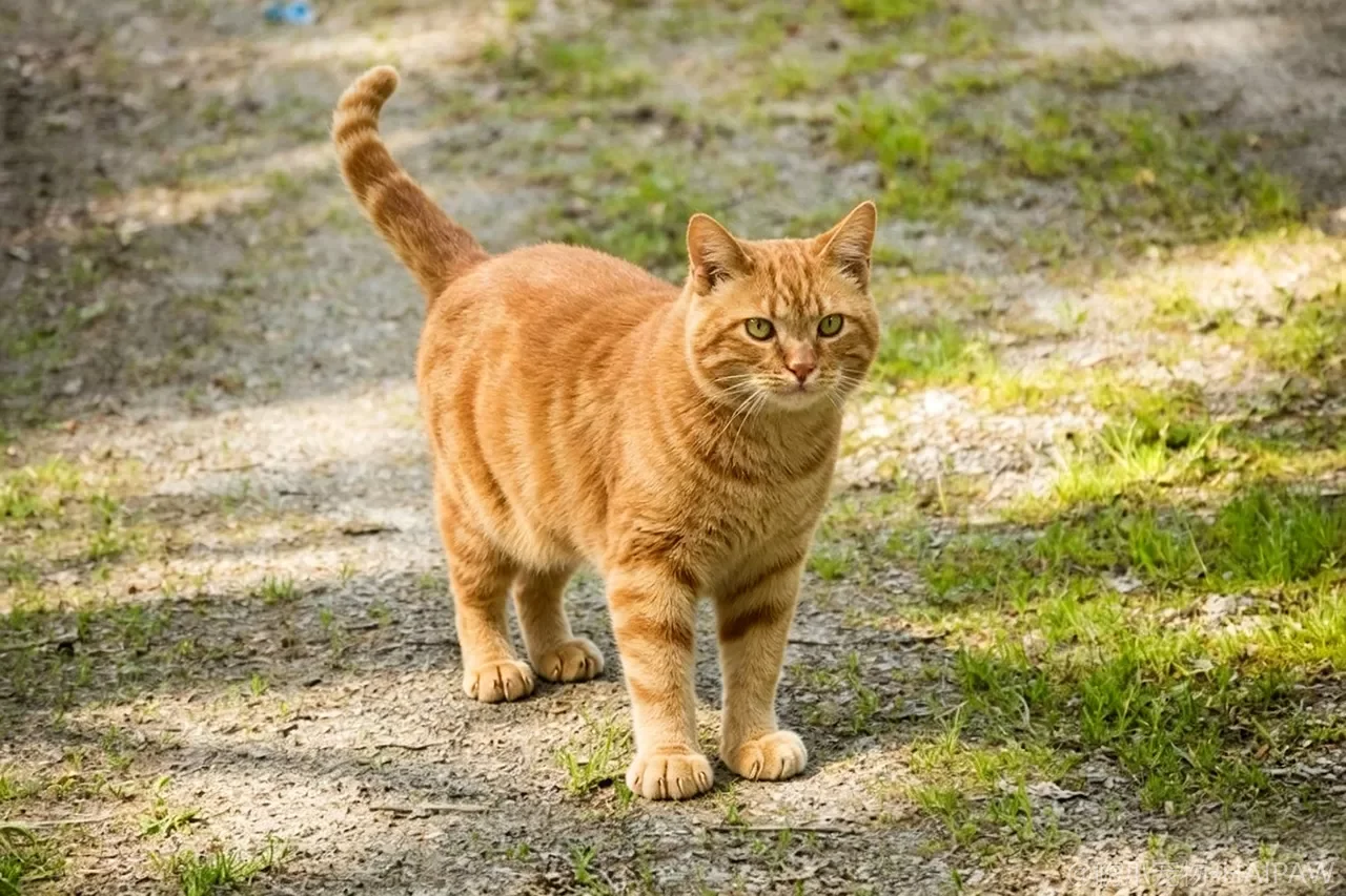 美国多趾猫品种图鉴：性格、饲养难度与适合人群全解析