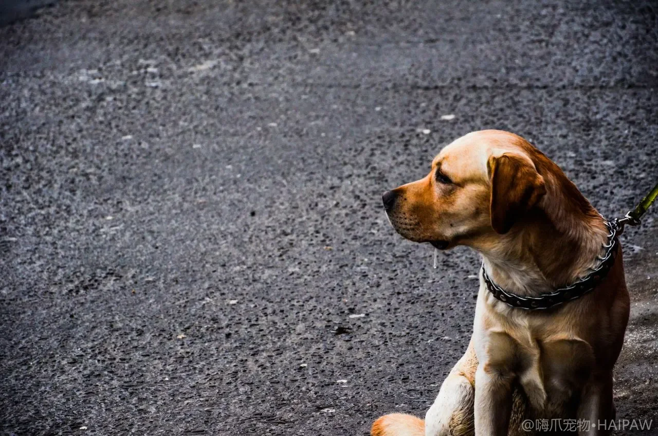 自己做饭给狗吃靠谱吗？自制犬粮风险、营养缺口与安全边界完整指南