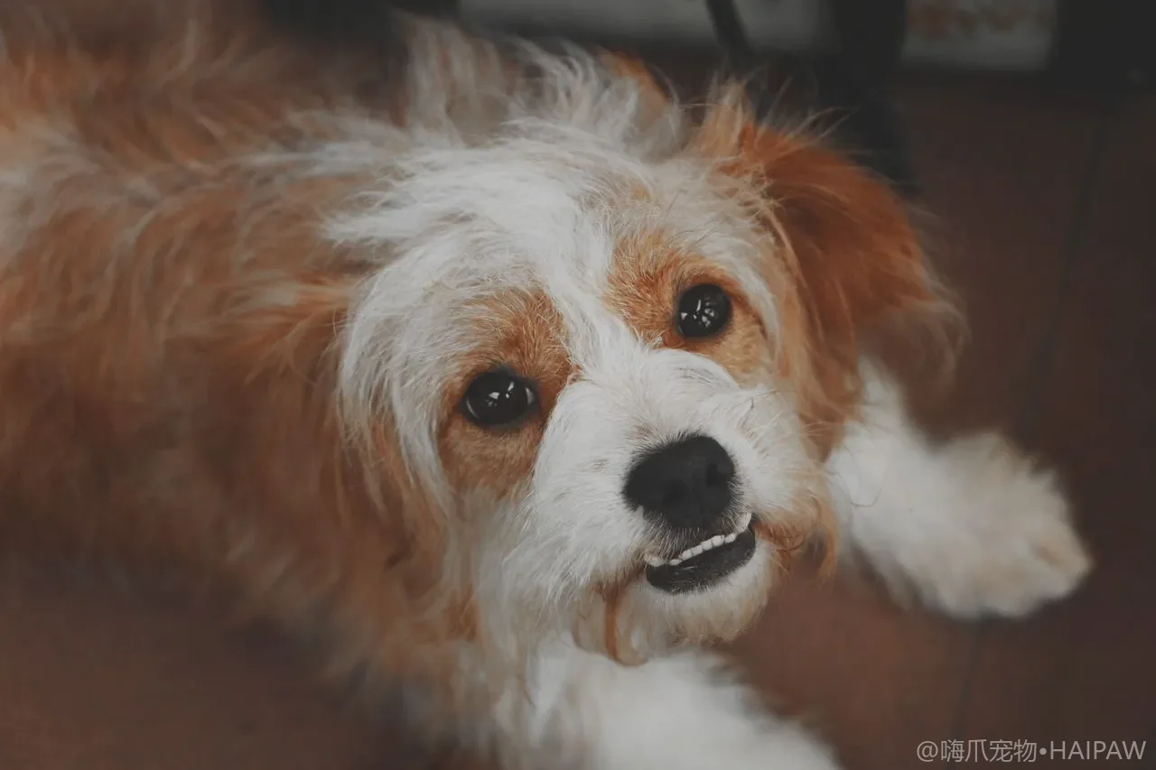 犬类肝脏疾病早期识别与日常养护:黄疸、腹水与肝功能保护 犬类肝脏疾病早期识别与日常养护:黄疸、腹水与肝功能保护