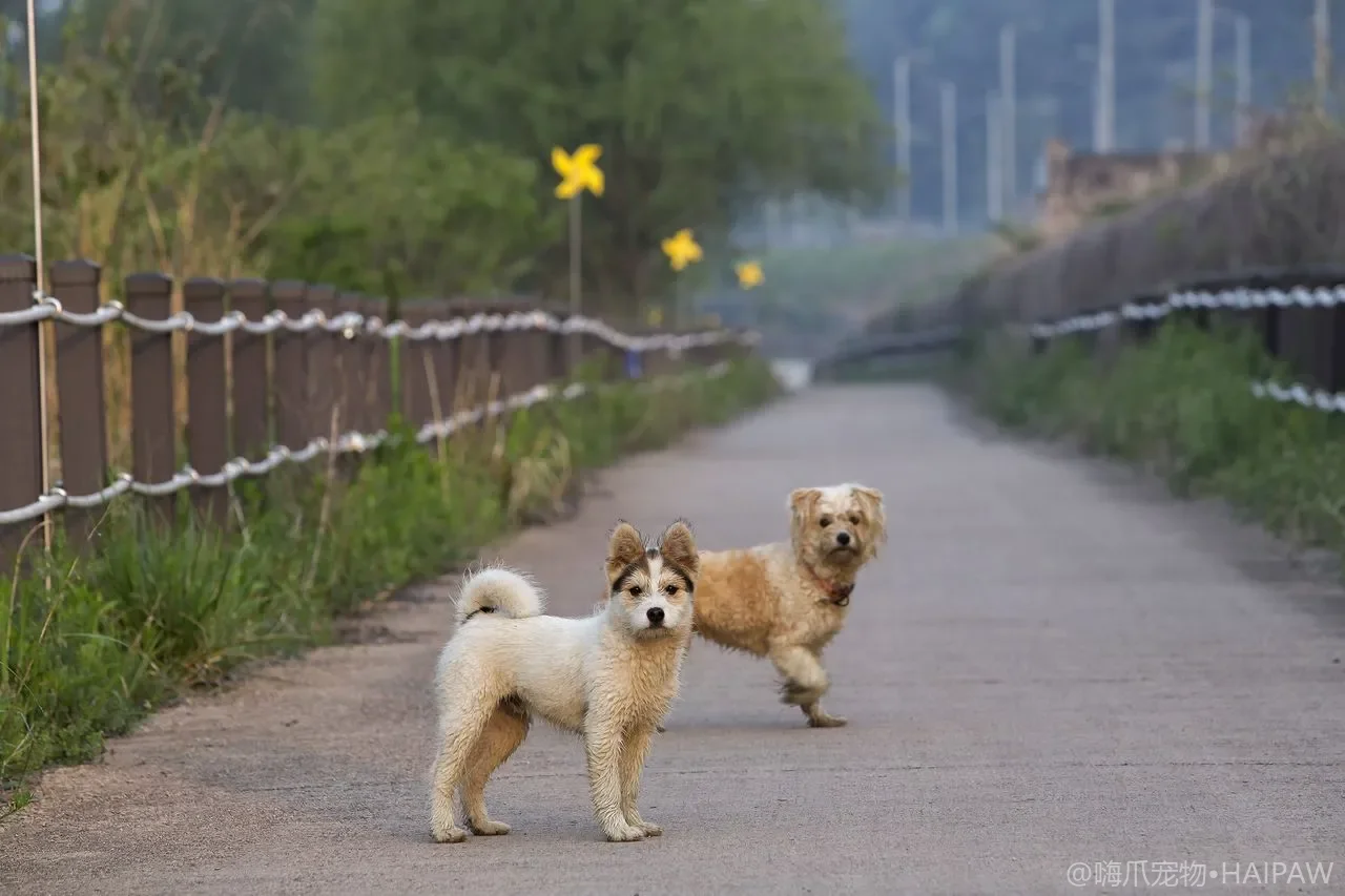 狗狗突然像鸭叫干咳?犬窝咳识别、居家隔离护理与预防完整指南 狗狗突然像鸭叫干咳?犬窝咳识别、居家隔离护理与预防完整指南