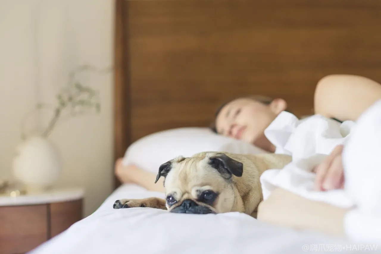 从B2到D期,犬心脏病的寿命分水岭:ACVIM分级下的生存数据与居家照护策略 从B2到D期,犬心脏病的寿命分水岭:ACVIM分级下的生存数据与居家照护策略