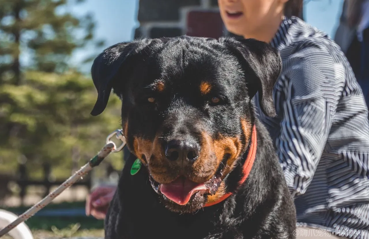 狗狗疫苗接种全攻略：从幼犬到成年犬的完整免疫计划