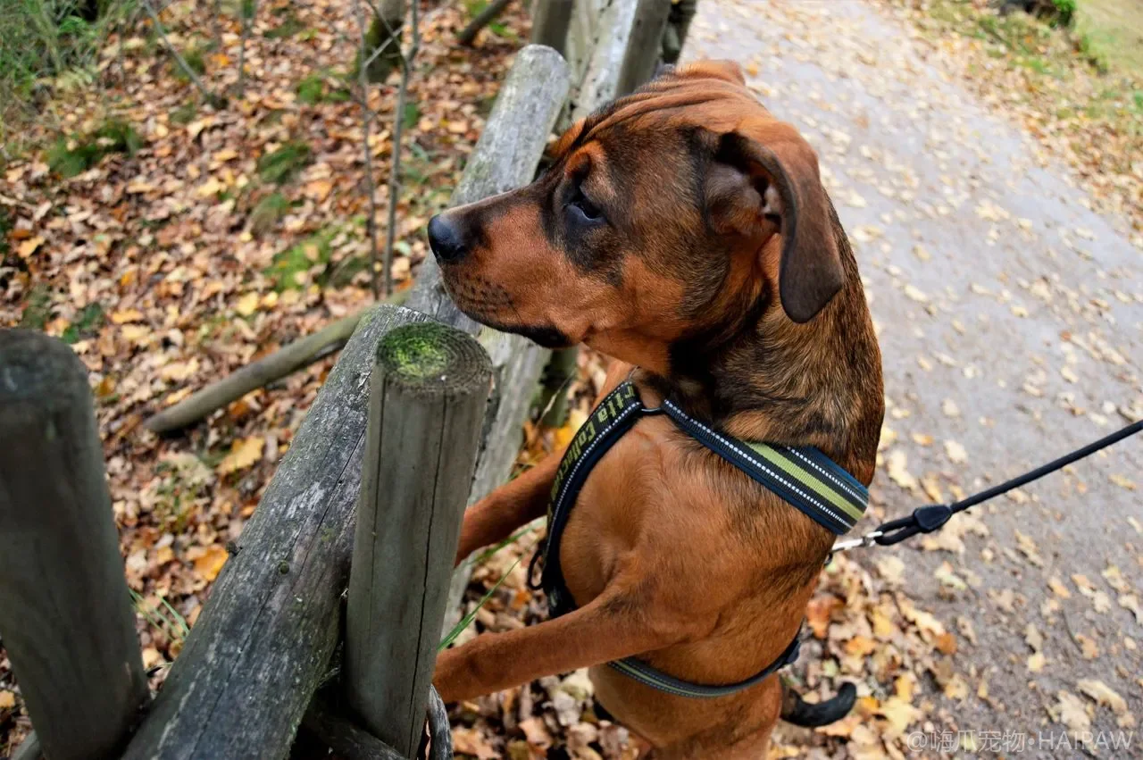 狗狗社交行为训练指南：从幼犬到成年犬的社交礼仪与问题行为纠正