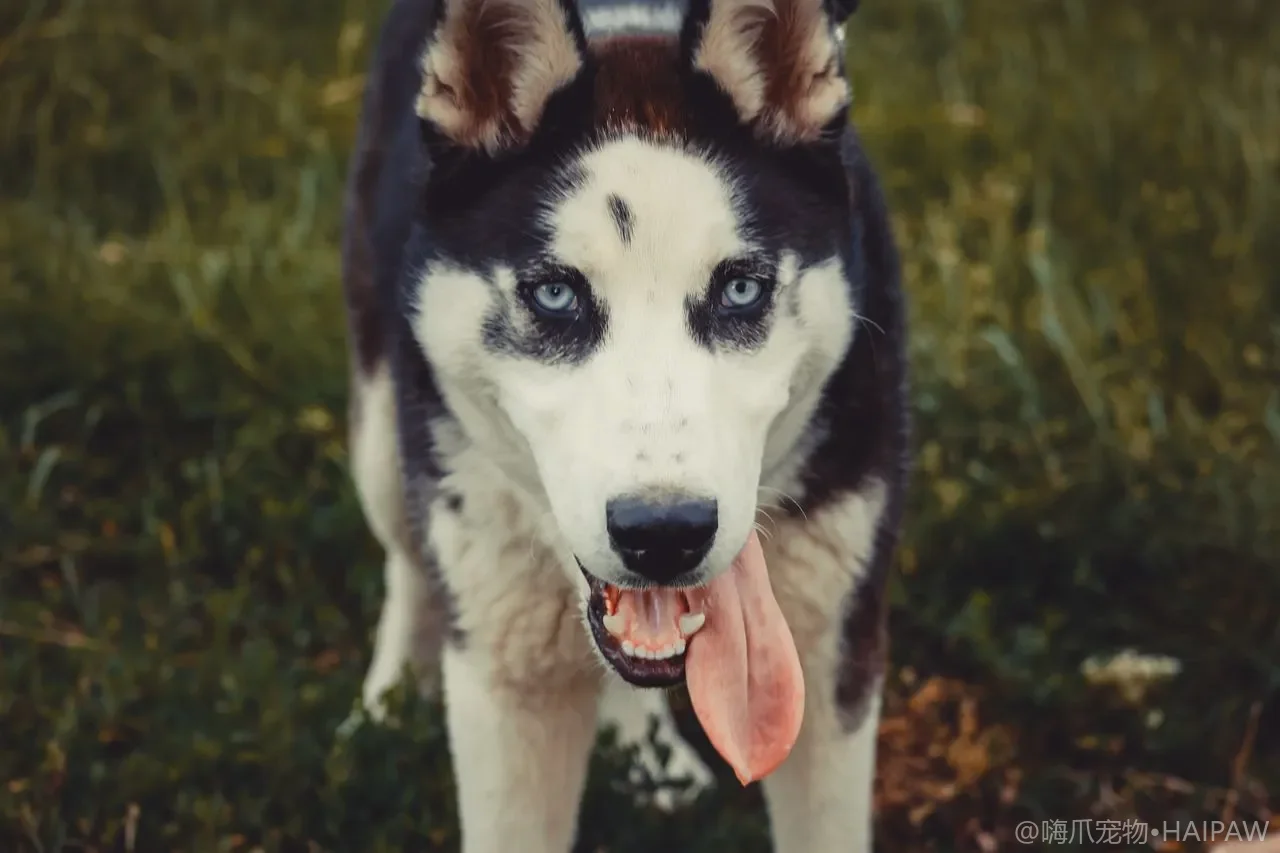 犬类肝脏疾病早期识别与日常养护:黄疸、腹水与肝功能保护 犬类肝脏疾病早期识别与日常养护:黄疸、腹水与肝功能保护