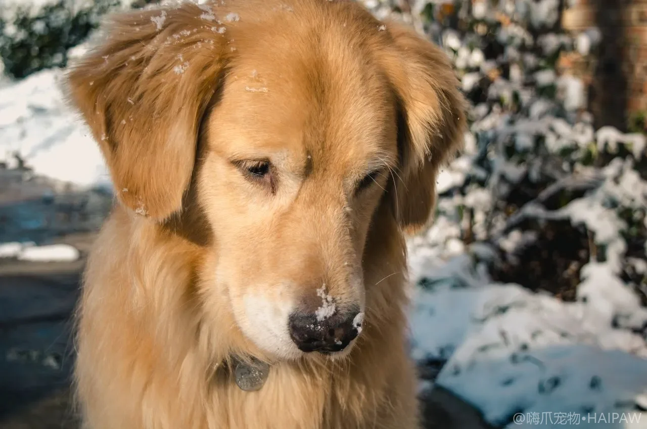 你的狗每天需要遛多久?不同犬种运动量需求与户外敏捷训练入门指南 你的狗每天需要遛多久?不同犬种运动量需求与户外敏捷训练入门指南