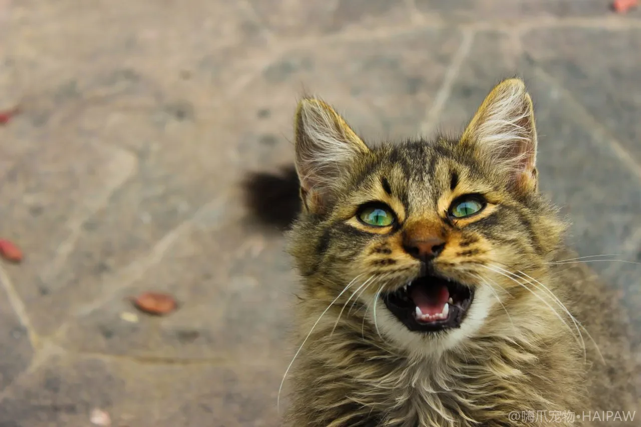 家里要装修施工期间猫该怎么安置？从粉尘噪音到甲醛残留的全阶段防护安排