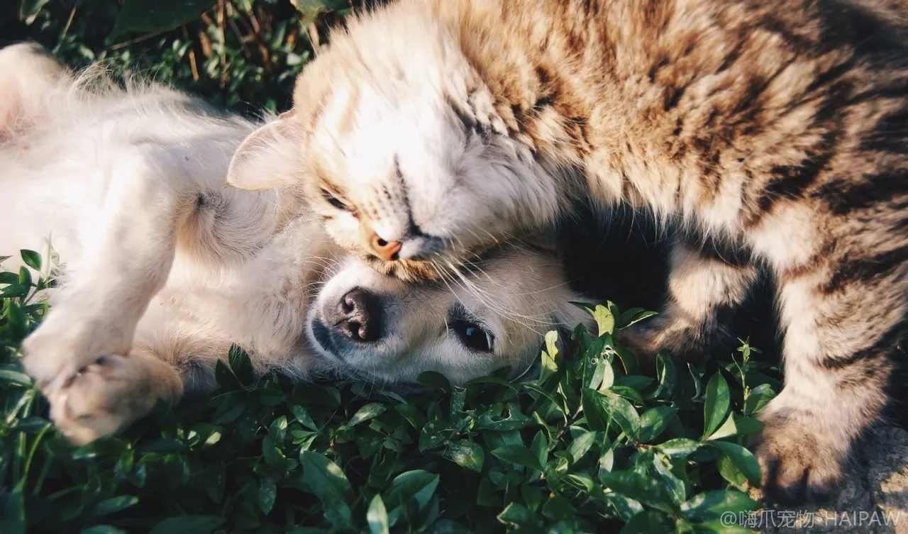 猫咪体重管理实操手册:如何判断胖瘦、科学减脂与增重方案 猫咪体重管理实操手册:如何判断胖瘦、科学减脂与增重方案