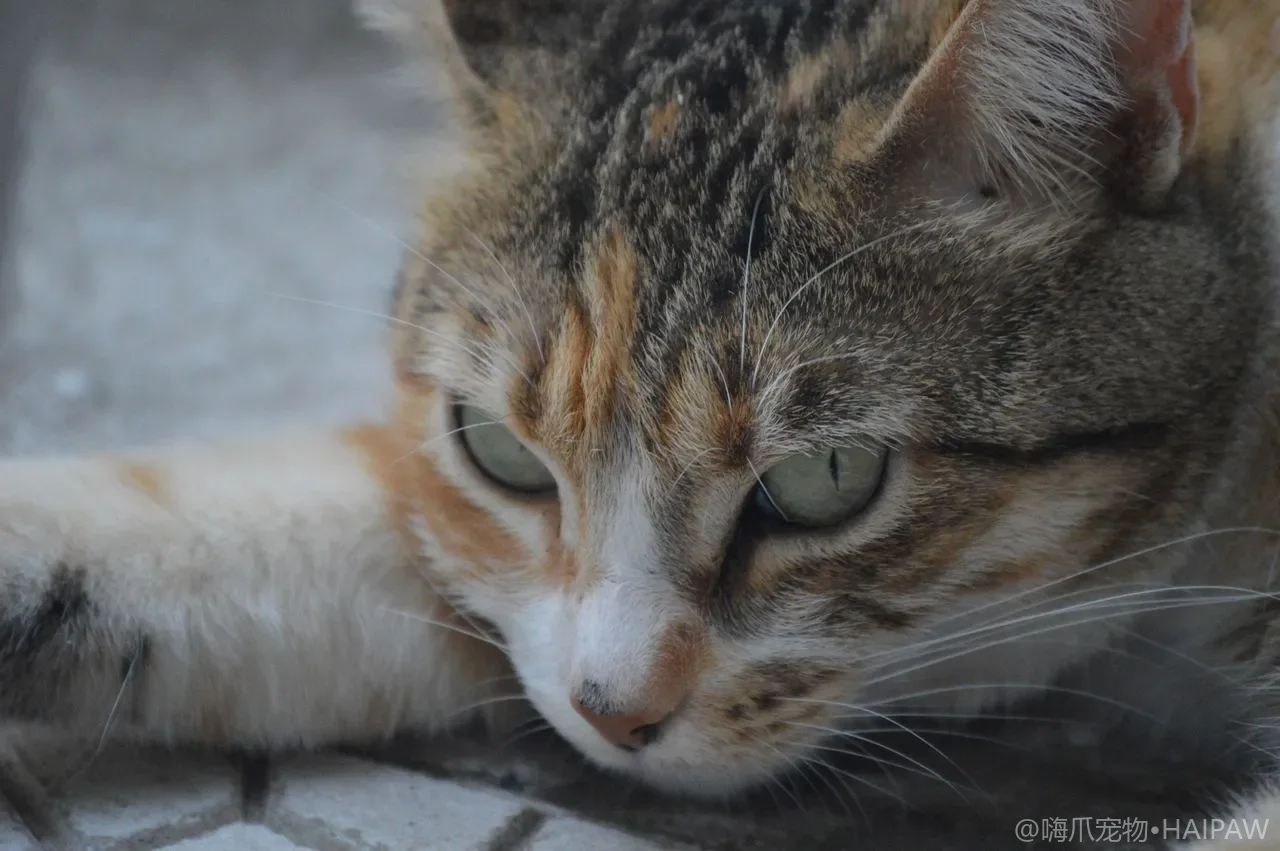 猫咪是在打架还是玩耍？多猫冲突信号识别与科学介入指南
