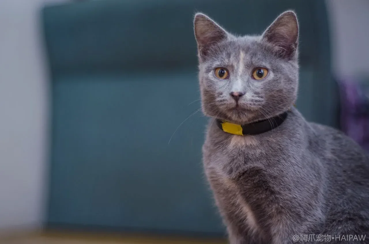 猫咪的耳朵平时需要定期清理吗?从耳道自洁机制看日常护理频率与安全操作手法 猫咪的耳朵平时需要定期清理吗?从耳道自洁机制看日常护理频率与安全操作手法