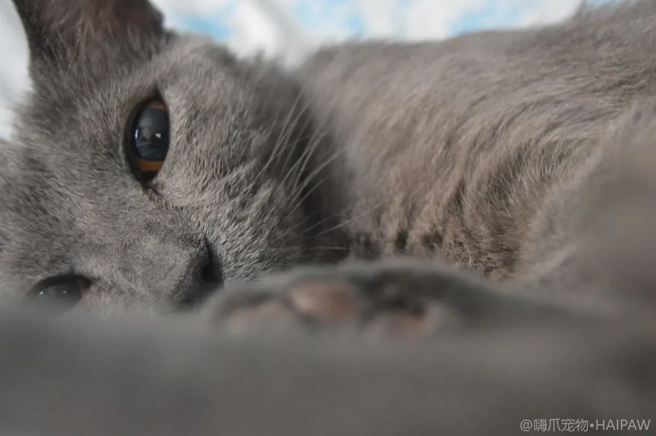 猫狗三大致命急症全解析,日常的细心观察是救命的关键 猫狗三大致命急症全解析,日常的细心观察是救命的关键
