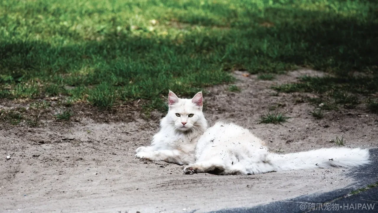 给猫刷牙真的有必要吗？正确步骤与抗拒猫的渐进训练法