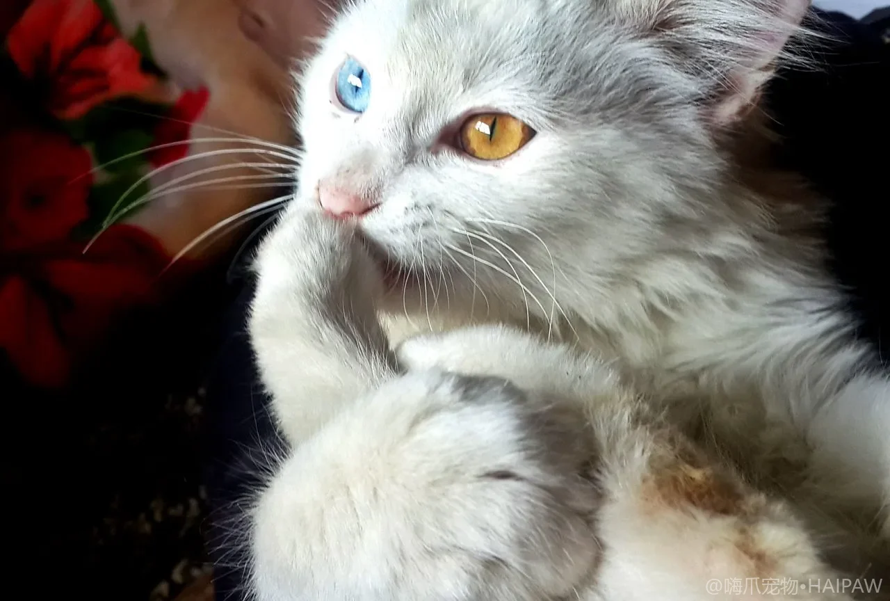 猫砂与猫砂盆选择指南：打造猫咪喜爱的如厕环境