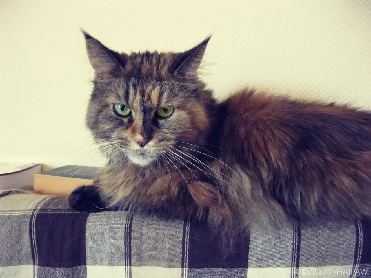 猫咪日常护理实务：居家观察、梳毛剪甲与口腔耳道维护