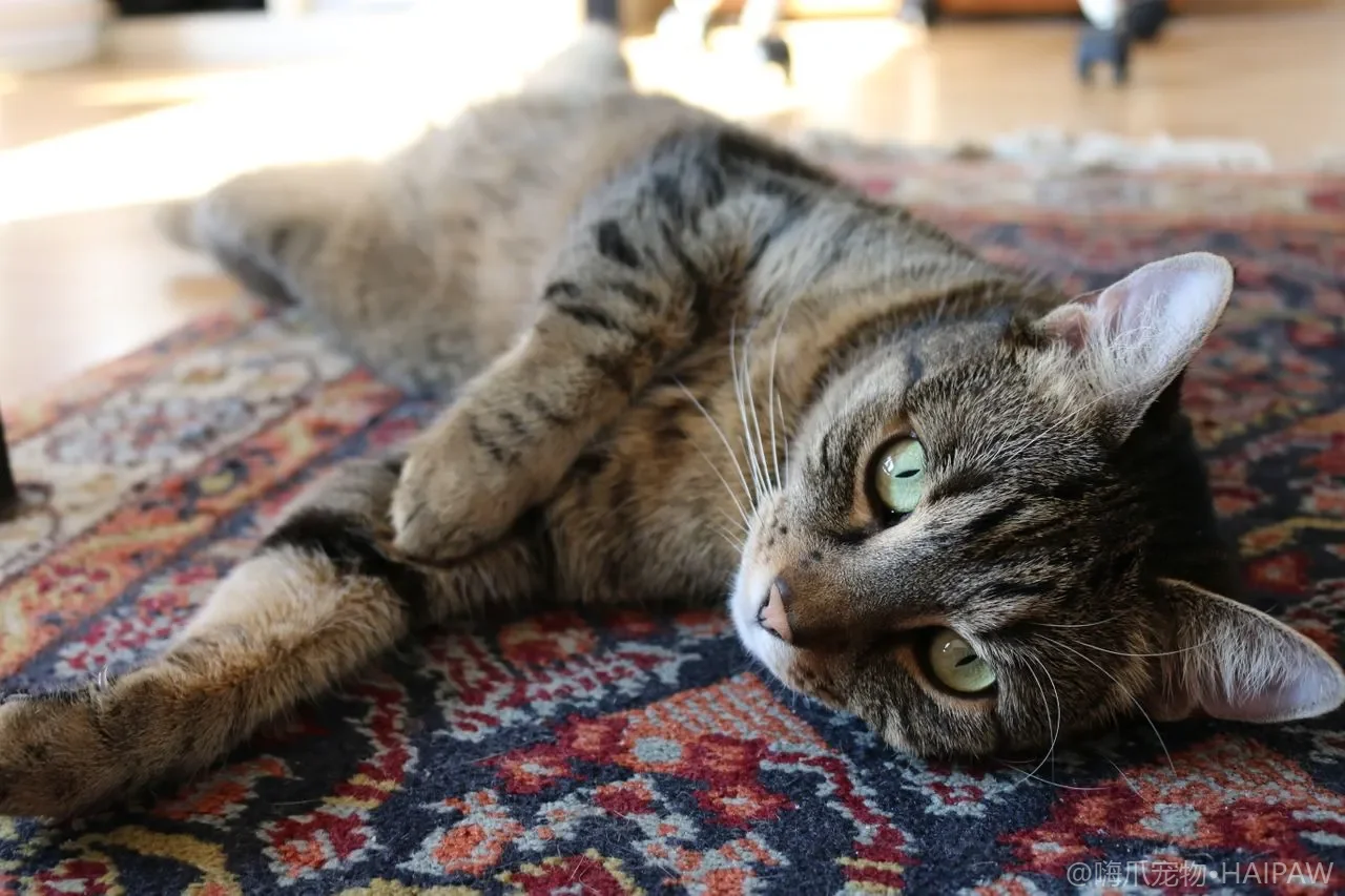 猫咪尾巴语言全解析：读懂猫咪情绪的密码