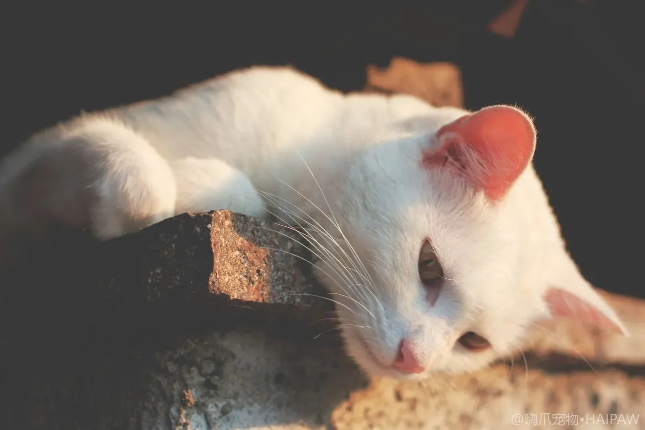 猫咪健康医疗基础：疫苗驱虫、绝育时机与急诊信号