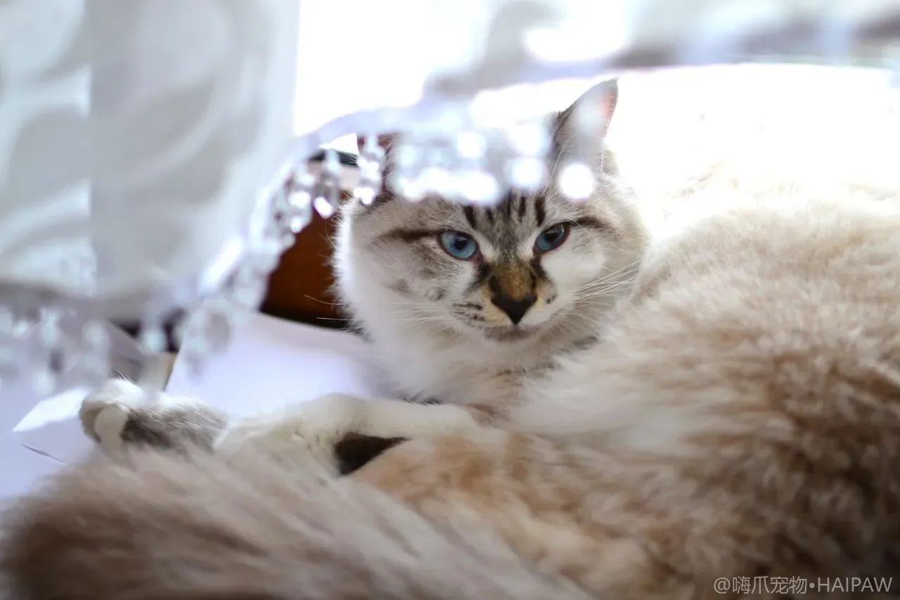 猫咪饮食营养指南：干湿粮搭配、牛磺酸要点与禁忌食物