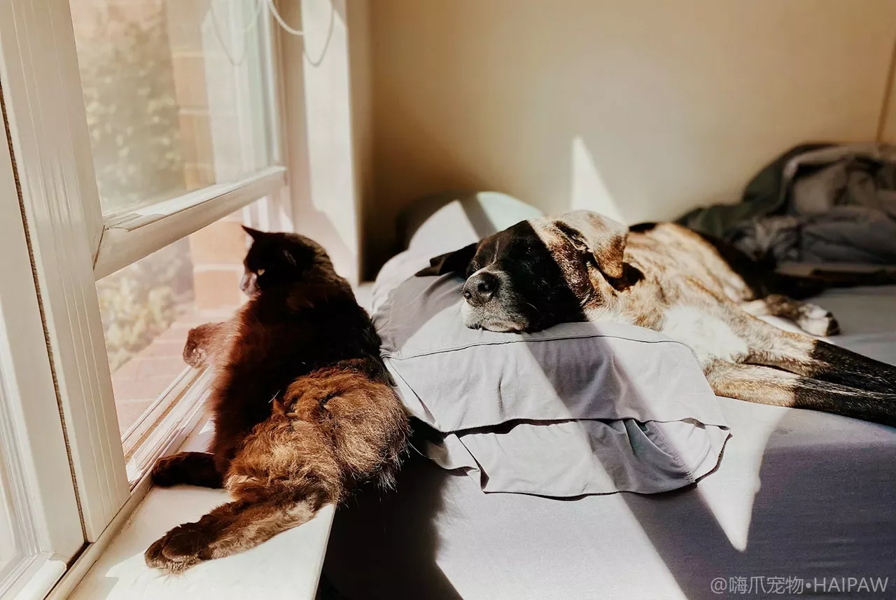 宠物饮水指南：犬猫每日应该喝多少水？