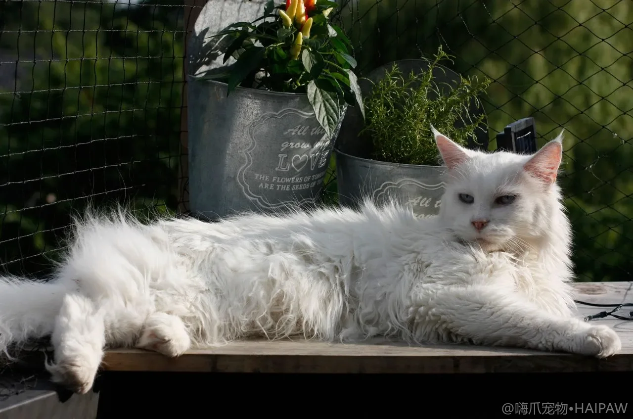 猫咪年龄 | 猫咪几岁算老？最新猫龄换算法+对照表