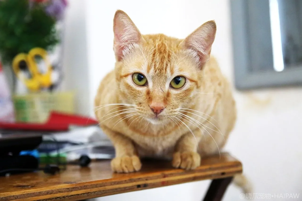 猫咪是在打架还是玩耍？多猫冲突信号识别与科学介入指南