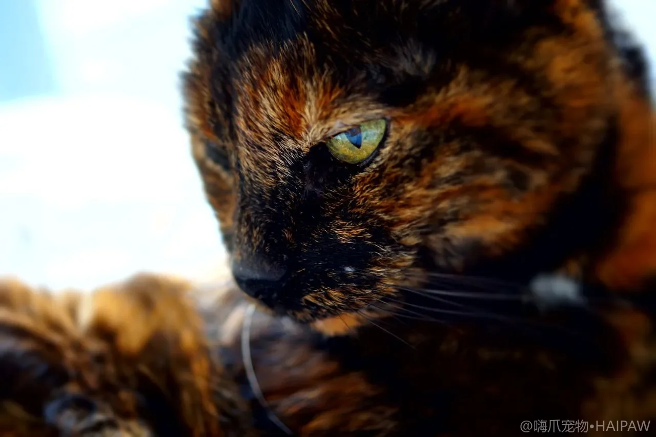 猫咪呕吐别慌：哪些情况要立刻就医，哪些可以先观察