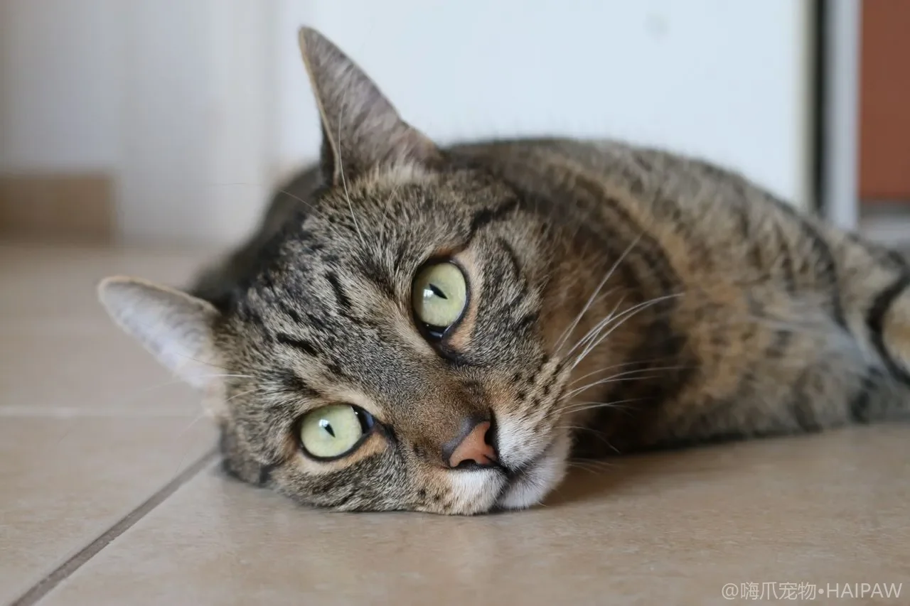 用过的猫砂到底能不能倒进马桶？从不同猫砂的处理方式看废弃猫砂的正确丢法与风险