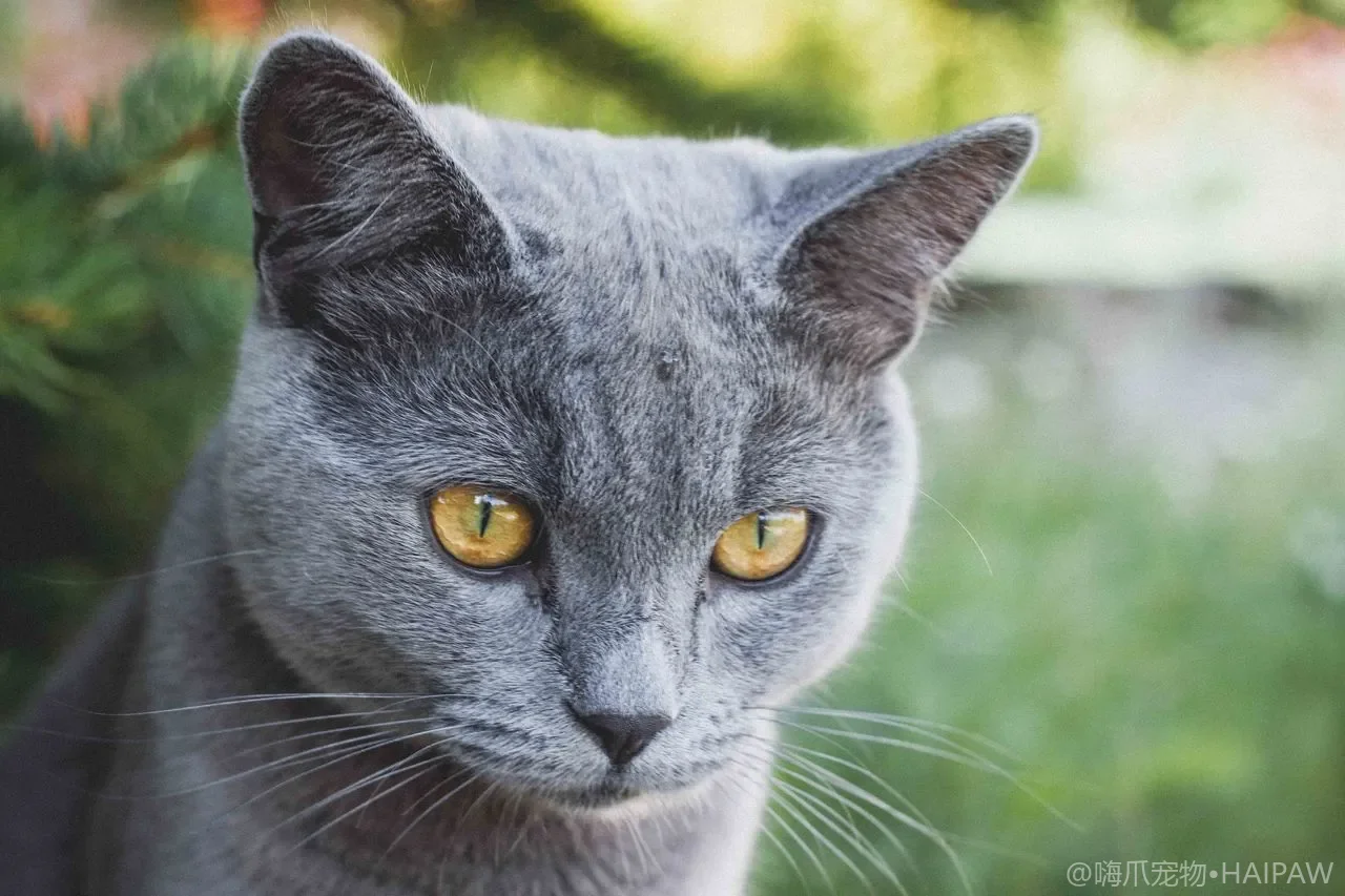 猫咪半夜跑酷、嚎叫、抓门？读懂夜间行为的原因与科学纠正