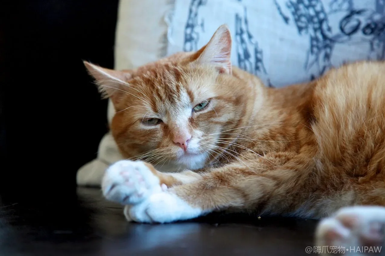猫咪为什么抓家具？读懂抓挠天性并引导用猫抓板的详细指南