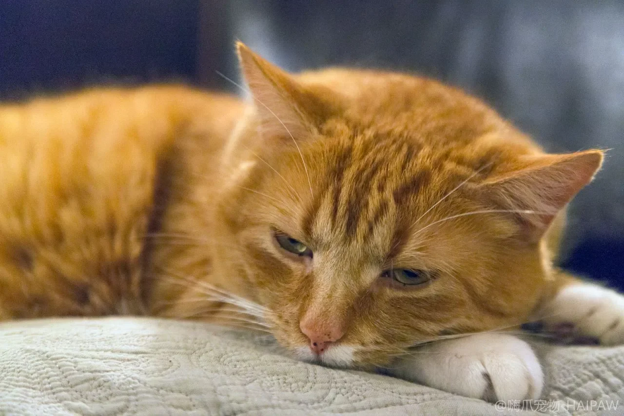 多猫家庭怎么喂食？分碗定时、防抢食与特殊猫饮食隔离的实操指南