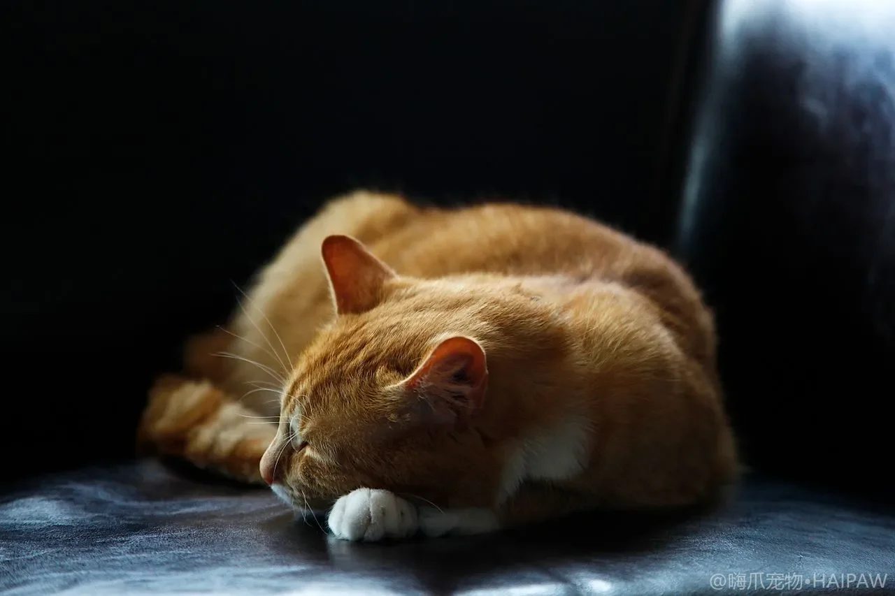 猫包怎么选？从航空箱到外出包，带猫出门的选购与防应激指南