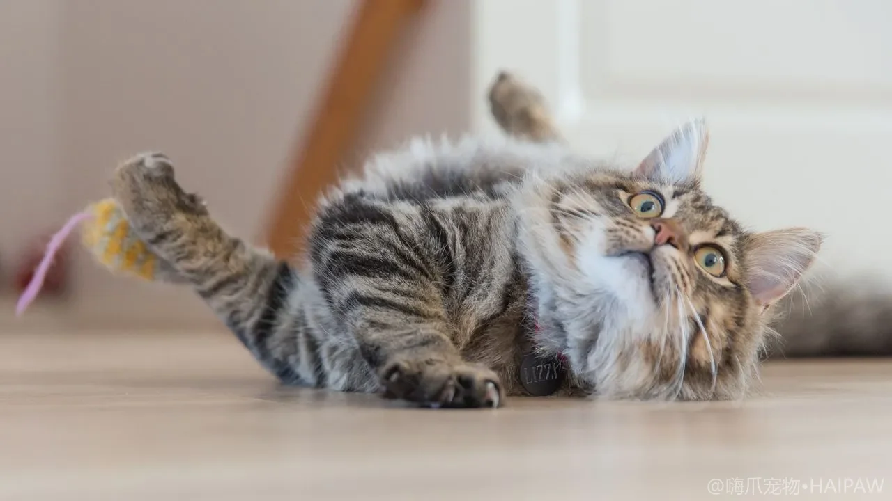 猫砂盆有异味怎么办？从根源除臭到产品选择的详细控味指南