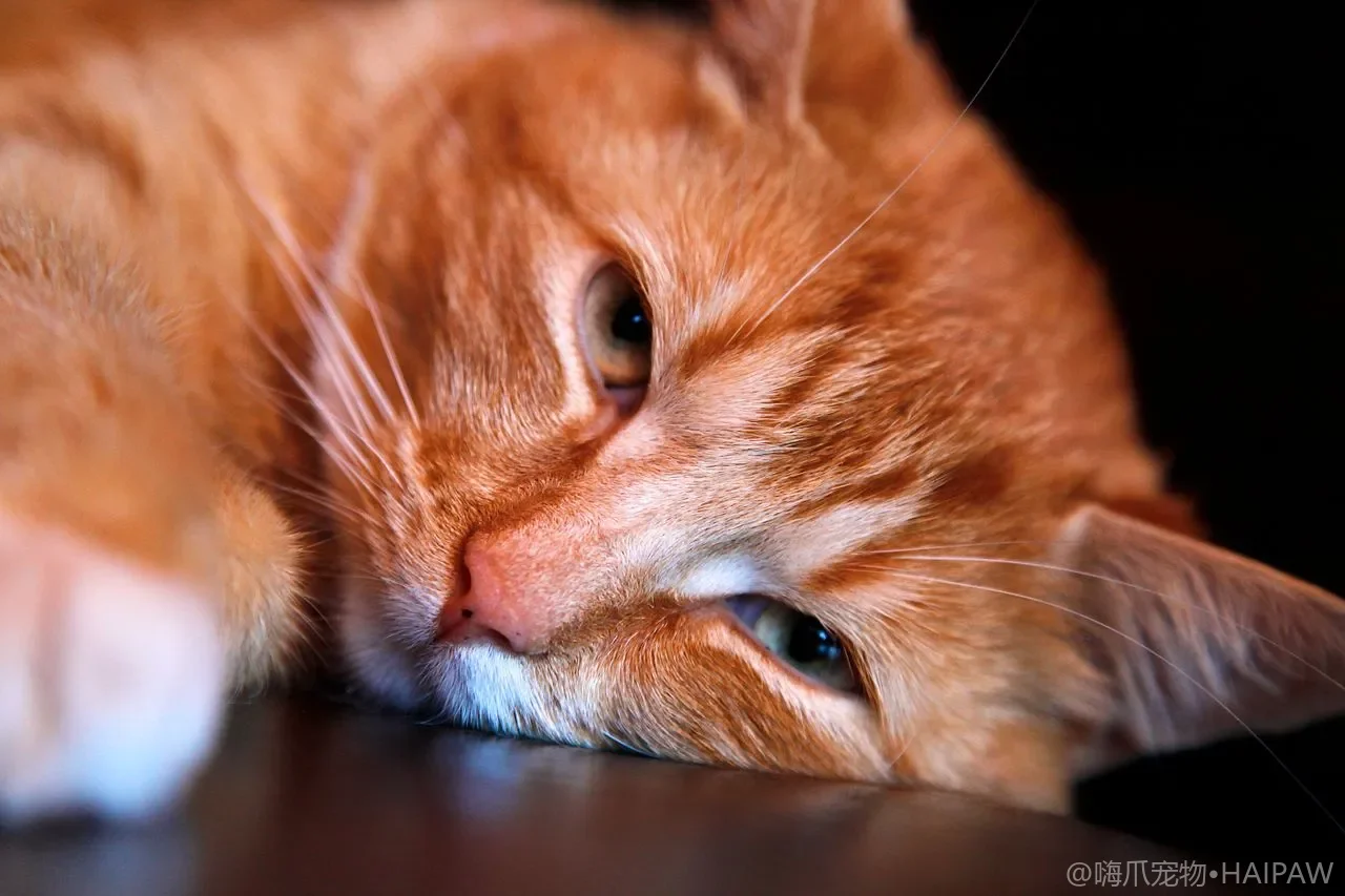 猫咪护食怎么办？从资源守护本能到脱敏训练的行为纠正指南
