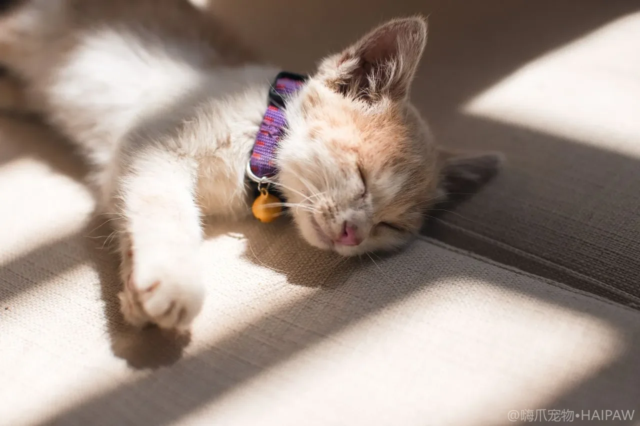 猫咪肢体语言完全指南：读懂喵星人的情绪密码