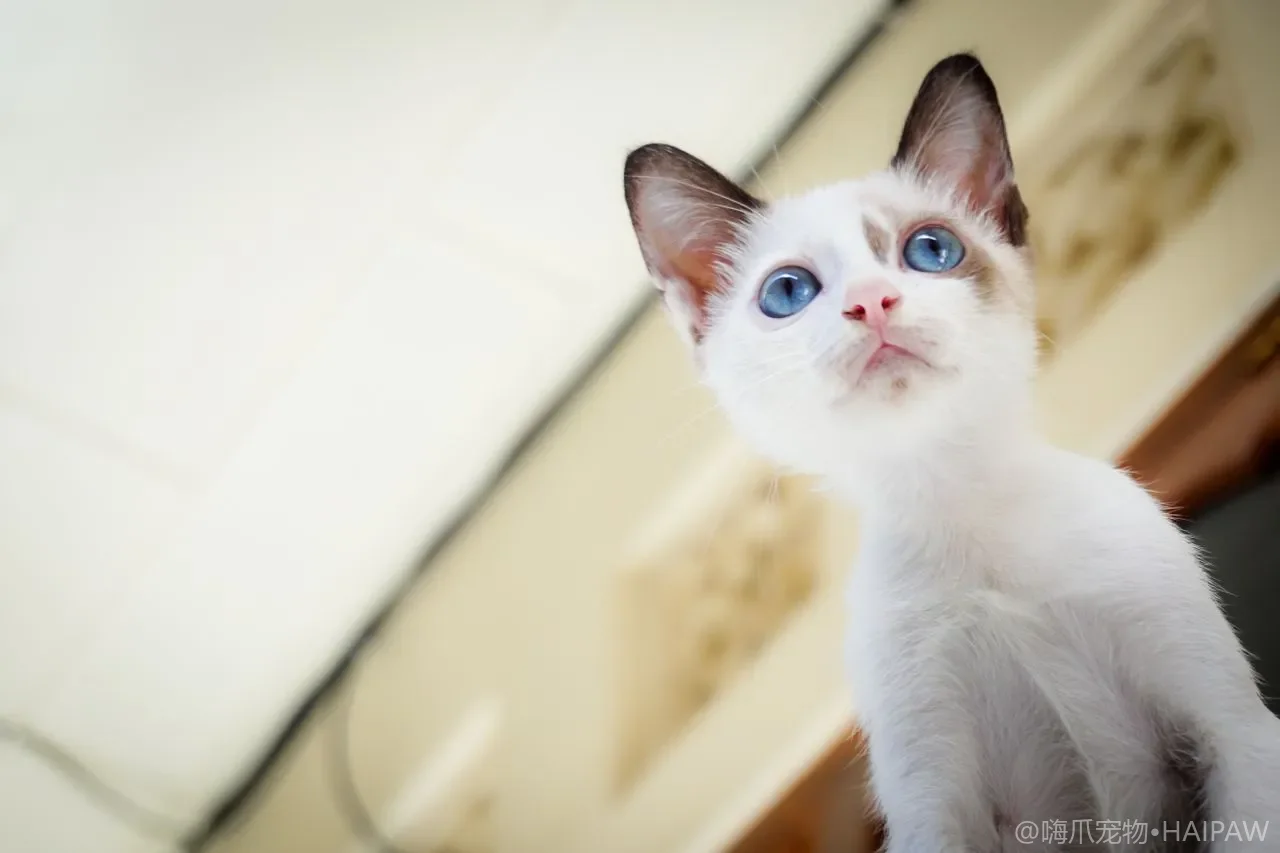 猫咪喝水太少怎么办？饮水量标准、缺水隐患与增加喝水的实用方法