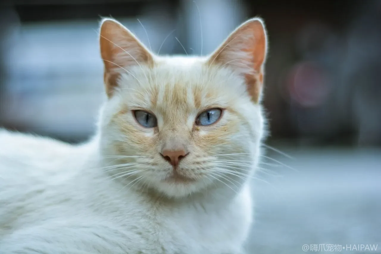 猫咪眼睛怎么清洁？泪痕清理、分泌物处理与居家眼部护理教程
