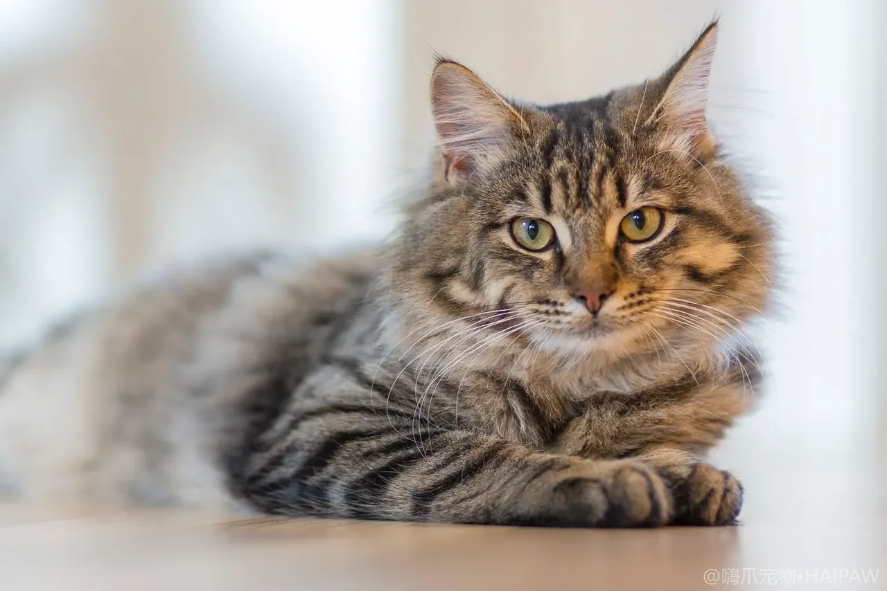 怎么教小猫用猫砂盆？幼猫如厕训练步骤、时机与翻车排查指南