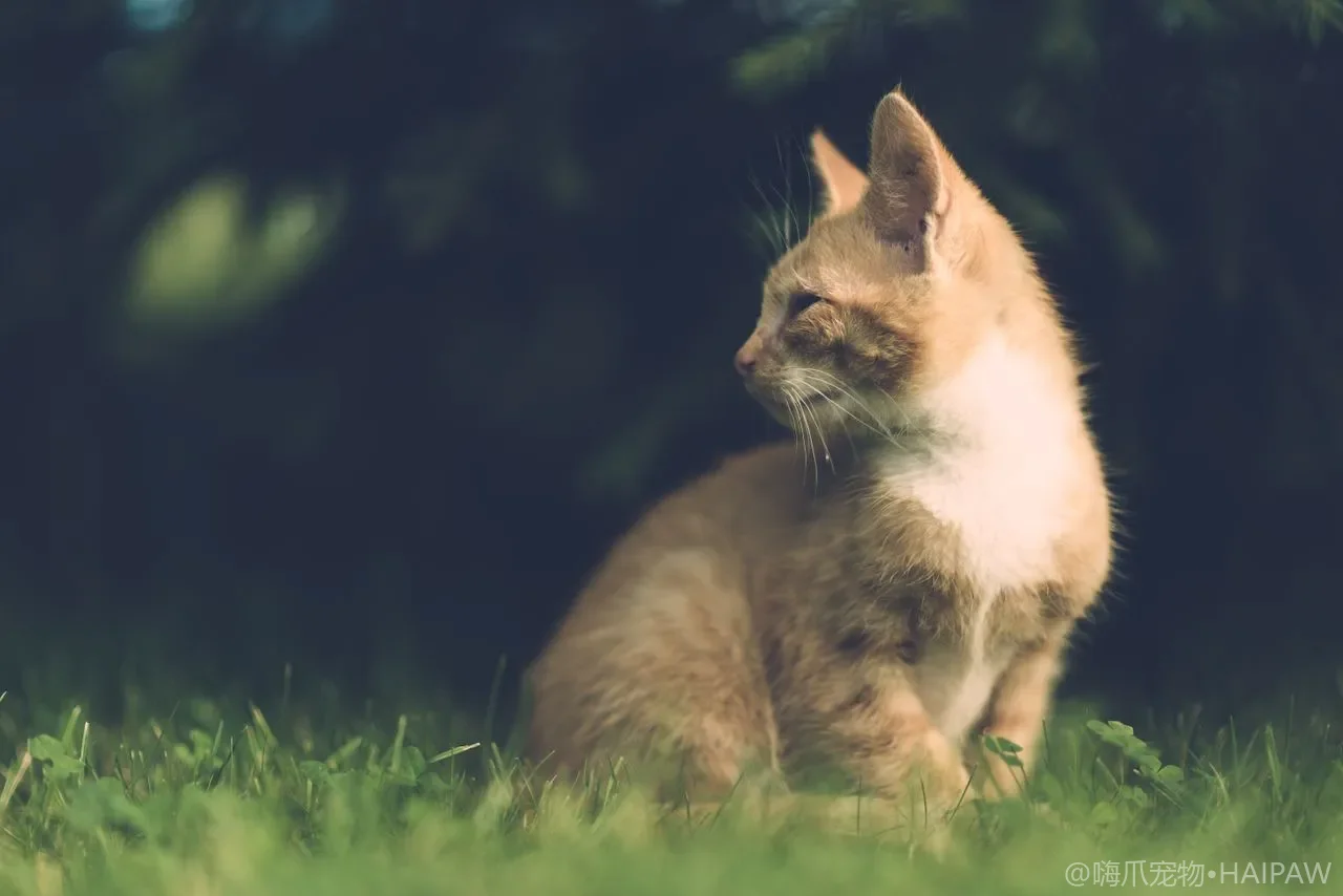 猫粮怎么选？读懂配料表、营养成分与避坑的实用挑选指南