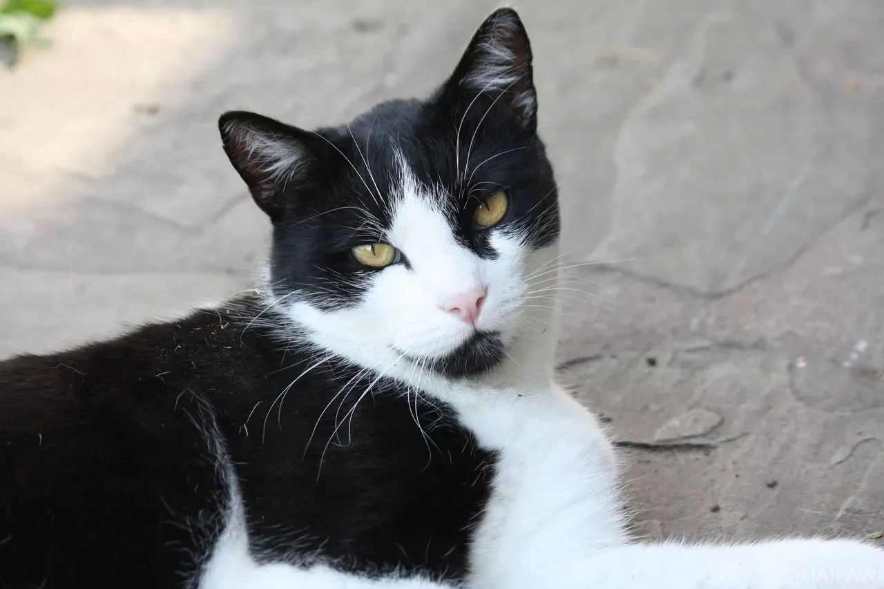 老年猫/病猫的猫砂盆怎么改？如厕困难、环境改造与就医信号指南