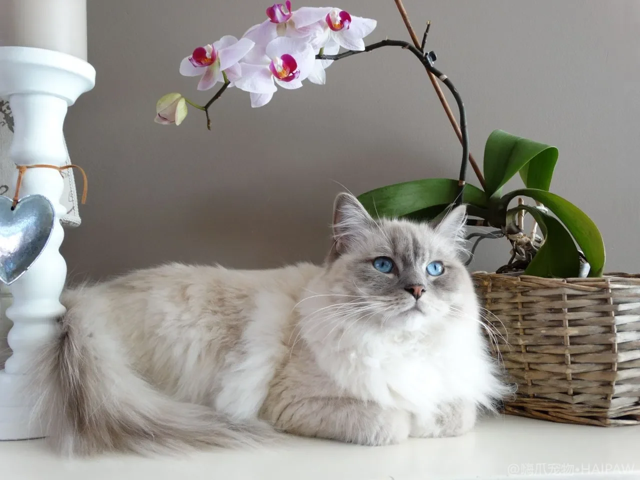 猫咪梳毛与毛发护理：掉毛季应对、打结处理与毛球预防指南